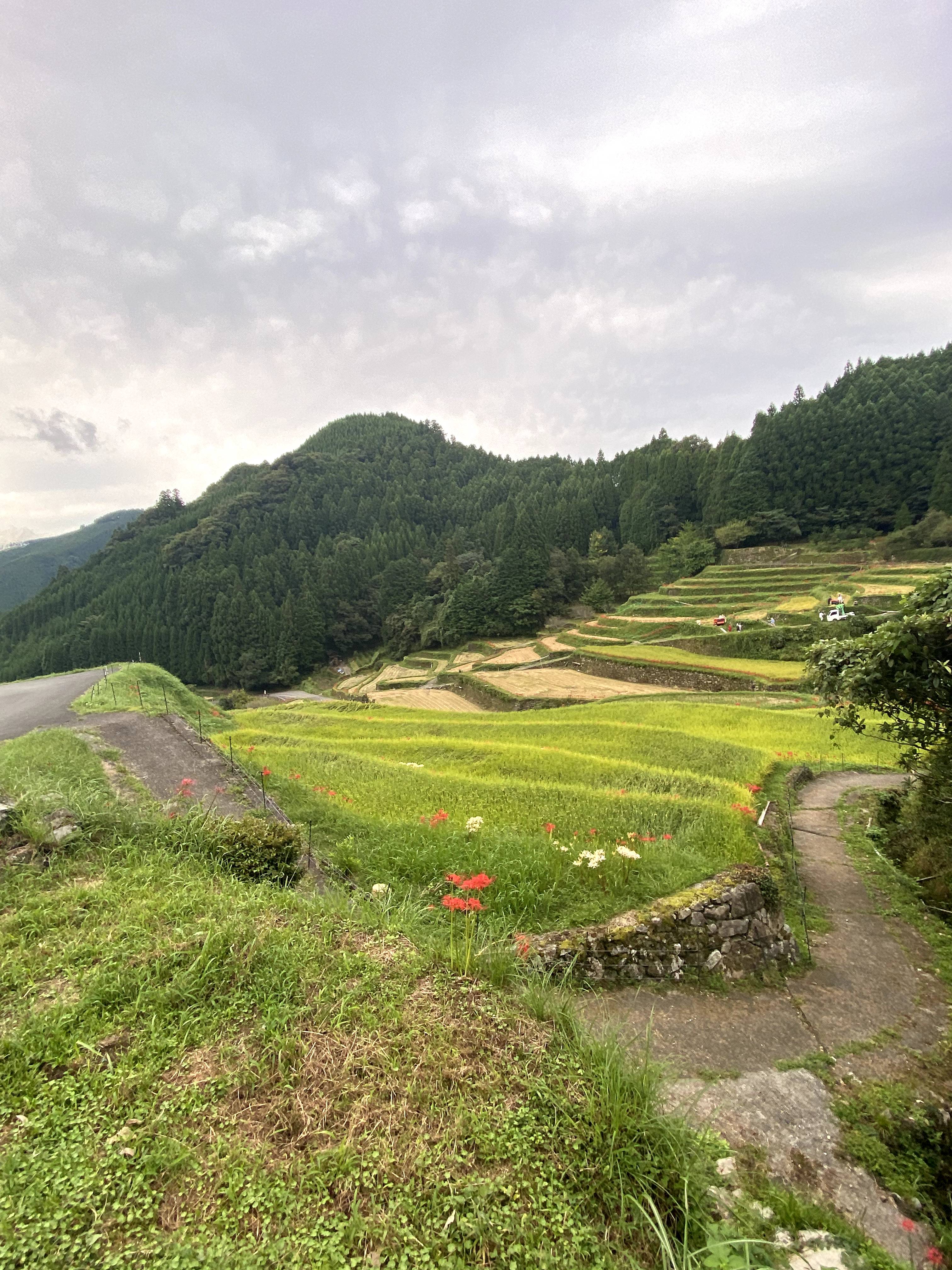 道端の彼岸花に負けんように