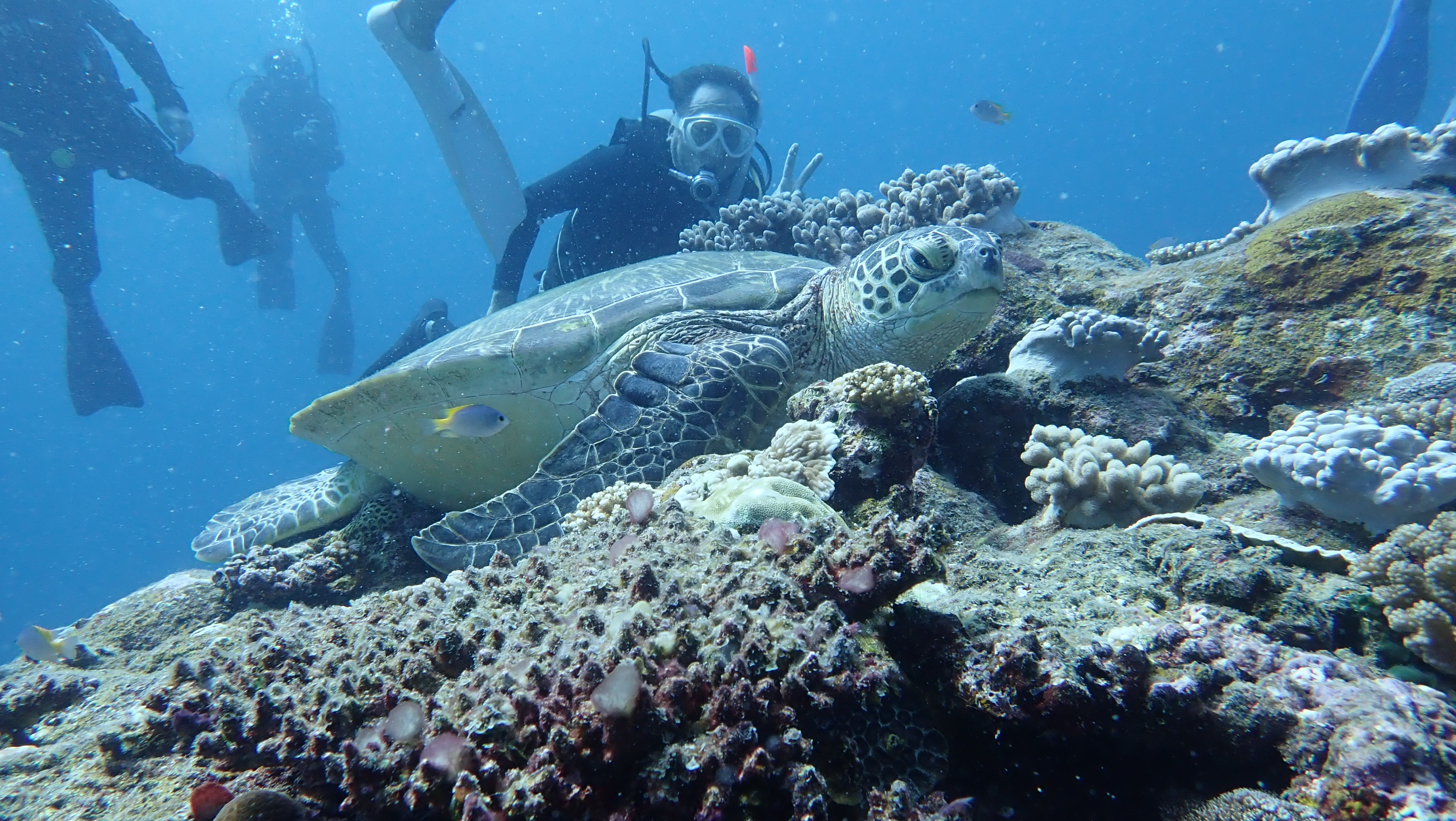 ウミガメの名前と、沖縄の赤瓦